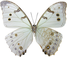 Morpho luna gynandromorph (verso 165) (Internet Image property of respective owner, non-commercial use only)